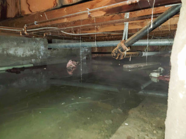 Best Water damage contractors near me  in Conrad, MT
