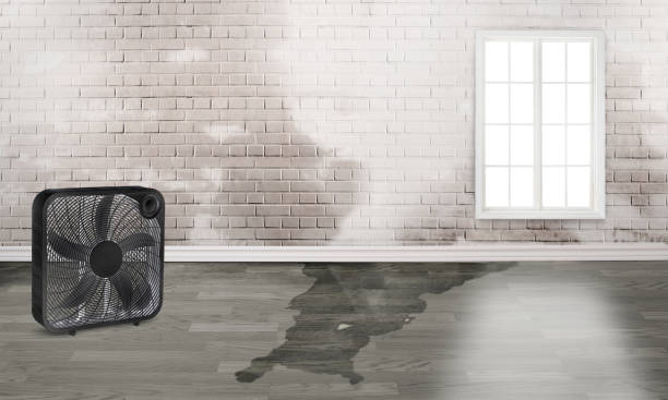 Best Mold removal after water damage  in Conrad, MT